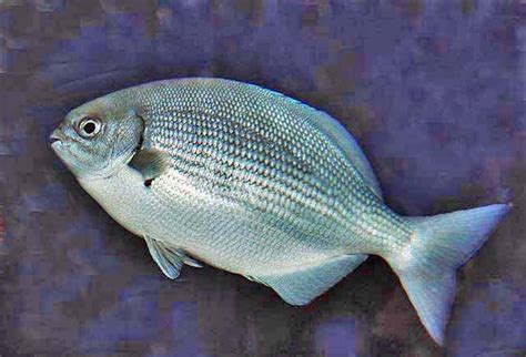 chopa fish|Kyphosus elegans .
